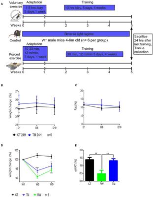 Hypothalamus–Muscle Parallel Induction of Metabolic Pathways Following Physical Exercise